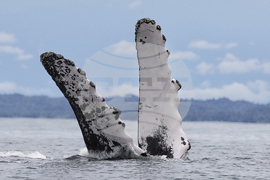 Colombia Whales