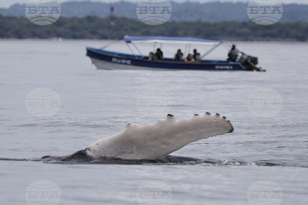 Colombia Whales