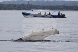 Colombia Whales