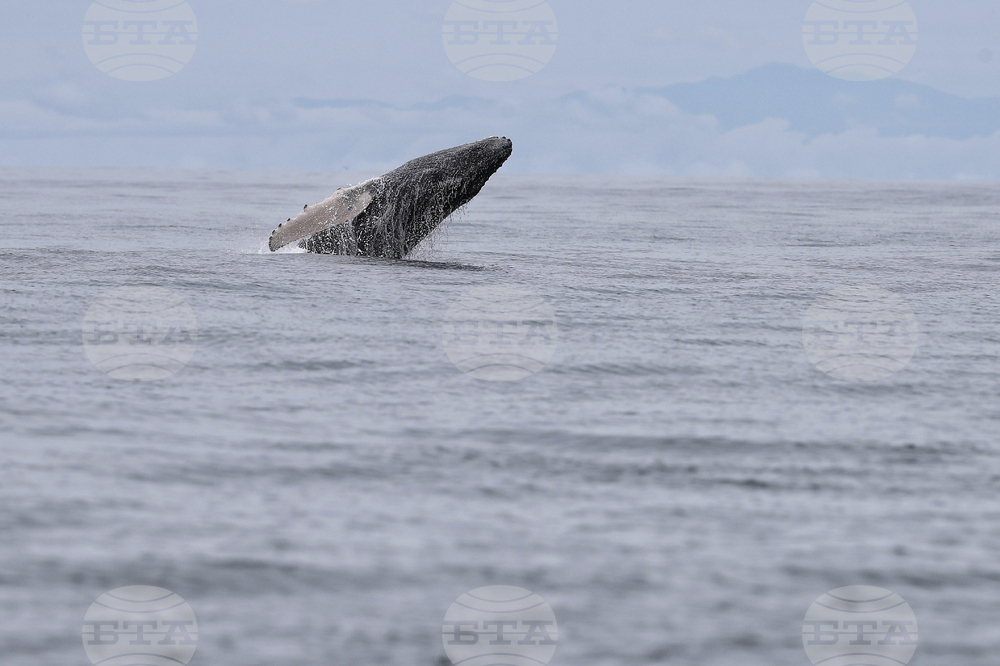 Colombia Whales