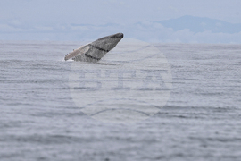 Colombia Whales
