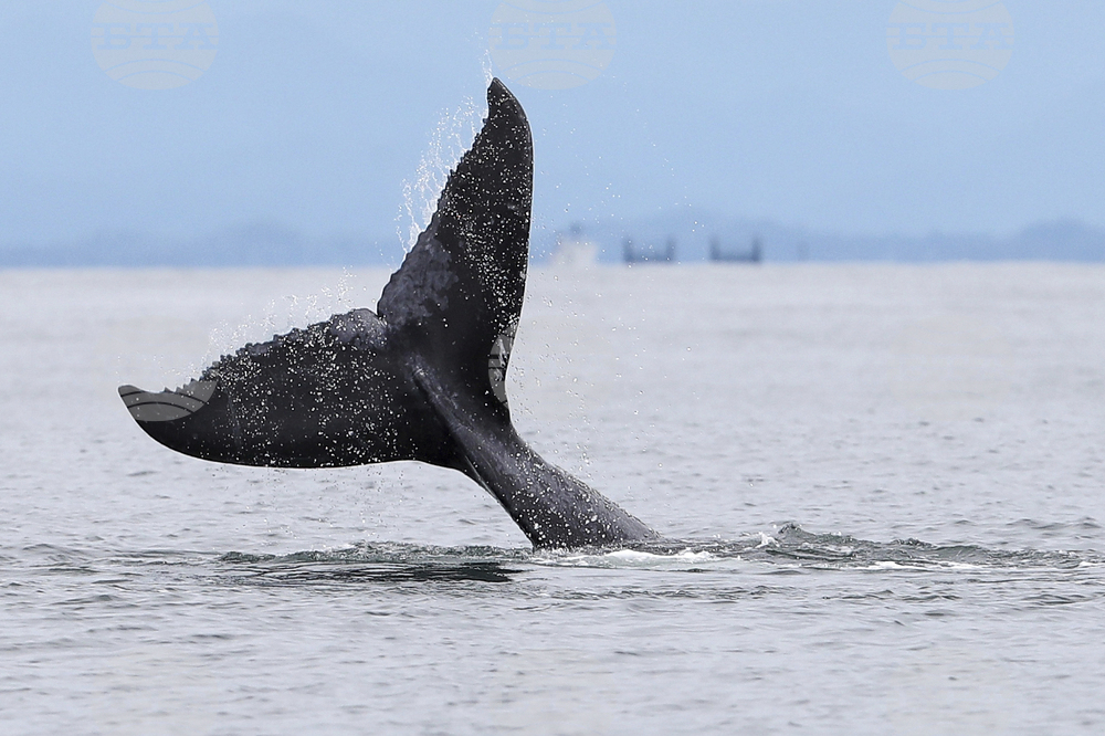 Colombia Whales