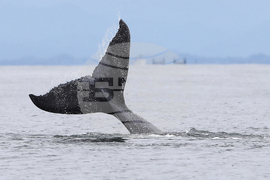 Colombia Whales