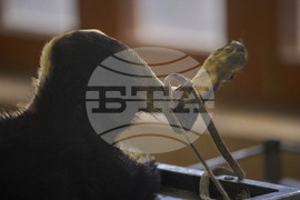 India Kashmir Stray Dogs Photo Gallery