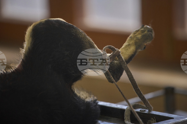 India Kashmir Stray Dogs Photo Gallery