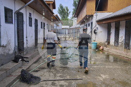 India Kashmir Stray Dogs Photo Gallery