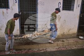 India Kashmir Stray Dogs Photo Gallery