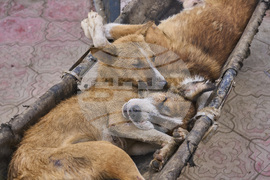 India Kashmir Stray Dogs Photo Gallery