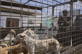 India Kashmir Stray Dogs Photo Gallery