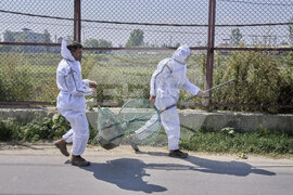 India Kashmir Stray Dogs Photo Gallery