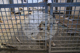 India Kashmir Stray Dogs Photo Gallery