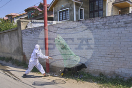 India Kashmir Stray Dogs Photo Gallery