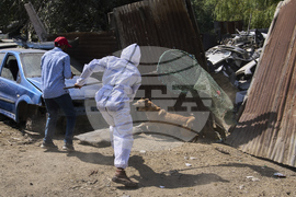 India Kashmir Stray Dogs Photo Gallery
