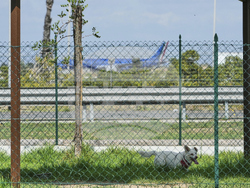 Italy Airport Dog Hotel