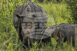 Uganda World Rhino Day