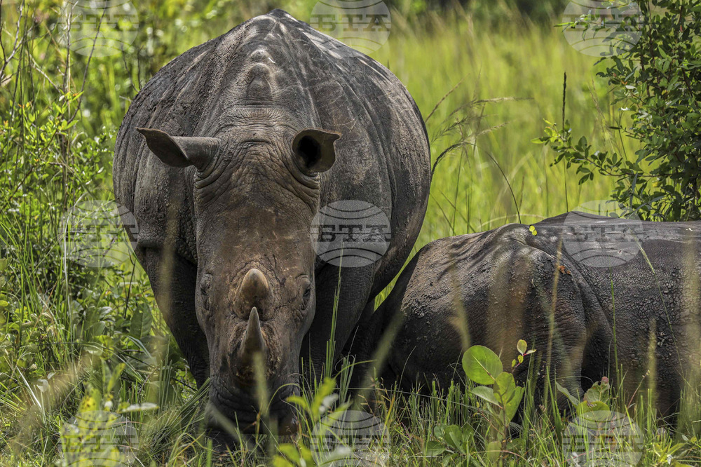 Uganda World Rhino Day
