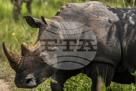 Uganda World Rhino Day