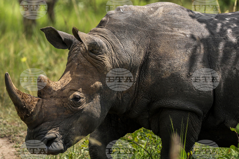 Uganda World Rhino Day