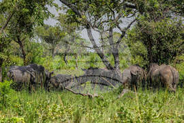 Uganda World Rhino Day