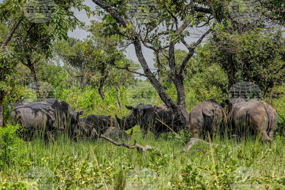 Uganda World Rhino Day
