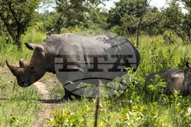 Uganda World Rhino Day