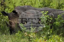 Uganda World Rhino Day