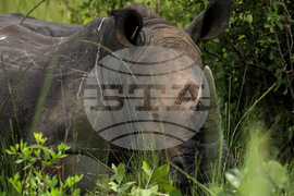 Uganda World Rhino Day