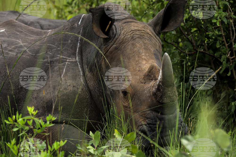 Uganda World Rhino Day