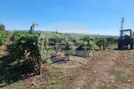 Село Царев Брод - Винарска изба Царев брод