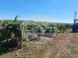 Село Царев Брод - Винарска изба Царев брод