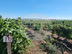 Село Царев Брод - Винарска изба Царев брод