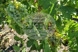Село Царев Брод - Винарска изба Царев брод