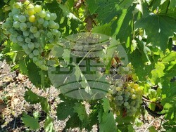 Село Царев Брод - Винарска изба Царев брод