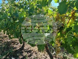 Село Царев Брод - Винарска изба Царев брод