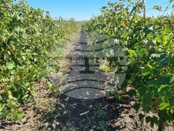 Село Царев Брод - Винарска изба Царев брод