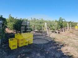 Село Царев Брод - Винарска изба Царев брод