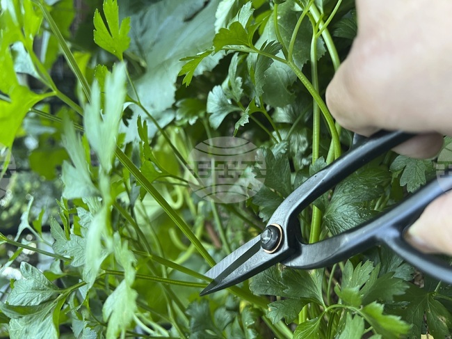 Gardening-Timing Tasks