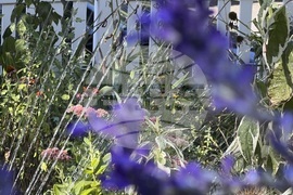 Gardening-Timing Tasks