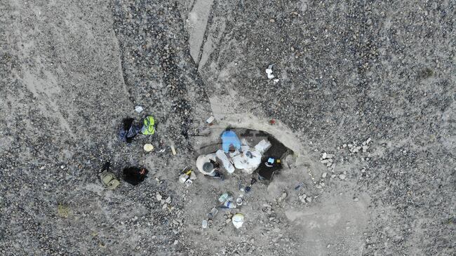 Нов вид дълговрат динозавър беше открит от германски учени при проучвания в Патагония