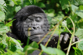 Uganda Mountain Gorillas