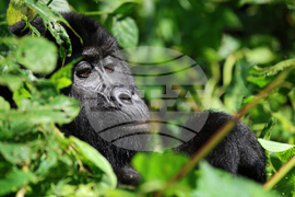 Uganda Mountain Gorillas