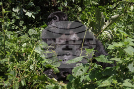 Uganda Mountain Gorillas