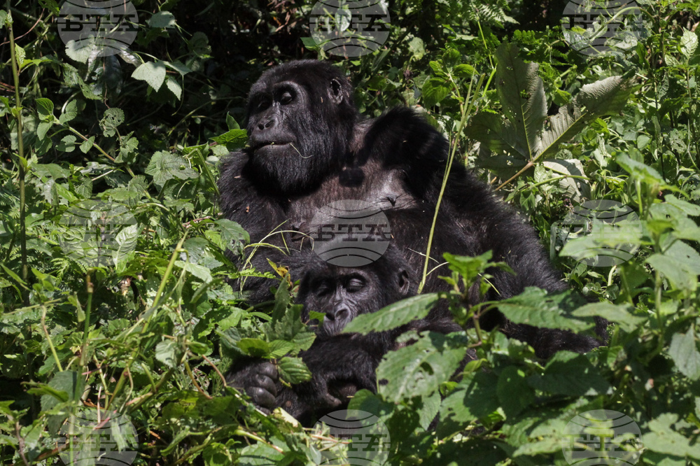 Рядко раждане на близнаци при планински горили беше регистрирано в природен парк в Конго