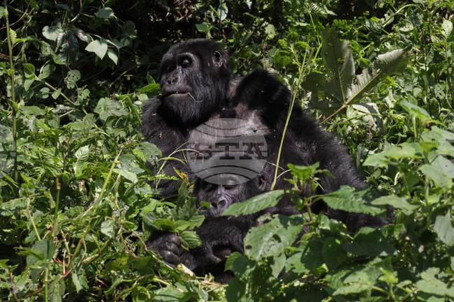 Рядко раждане на близнаци при планински горили беше регистрирано в природен парк в Конго