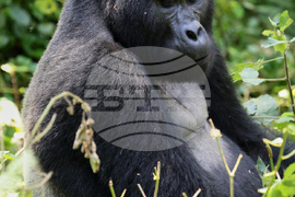 Uganda Mountain Gorillas