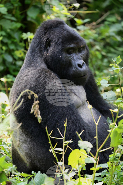 Зад впечатляващата външност на горилите се крие тих и кротък нрав 