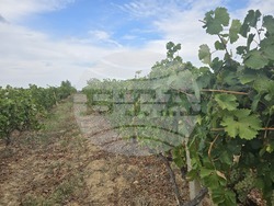 Враца - Винарна „Врачанска теменуга“