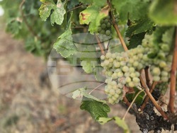 Враца - Винарна „Врачанска теменуга“