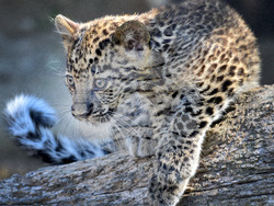 Варна - Зоопарк - нов обитател