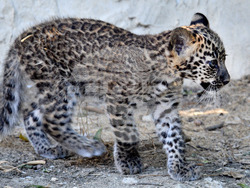 Варна - Зоопарк - нов обитател